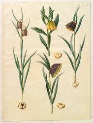 Fritillaria meleagris; Fritullaria lutea o Fritullaria latifolia var lutea; Fritillaria pyrenaica
